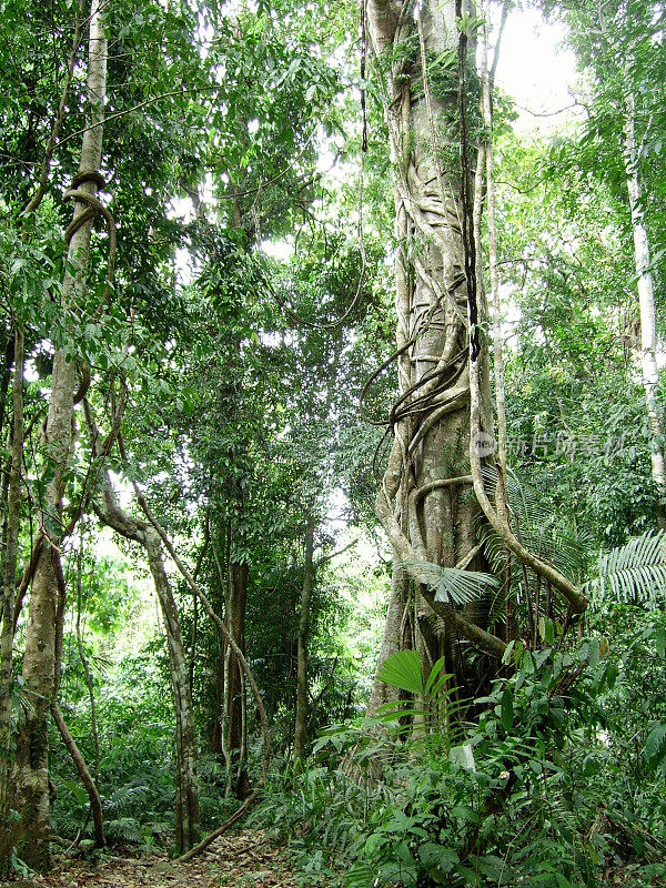 泰国甲米省Khao Phanom Bencha的木棉树